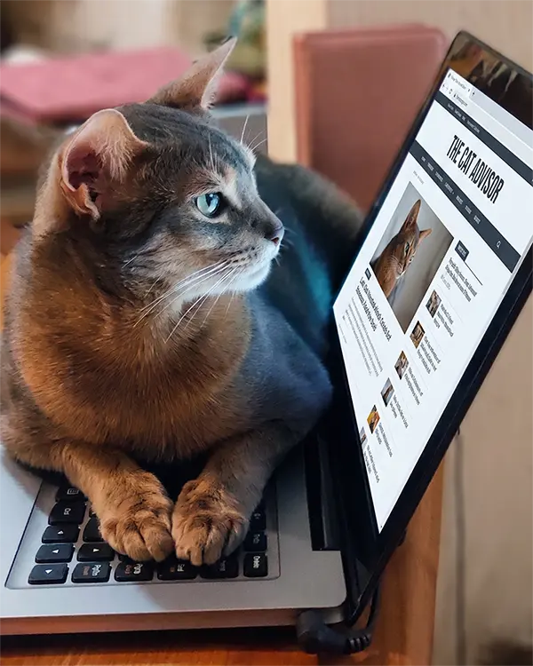 Loki, pisica AbyssinianFoto de profil